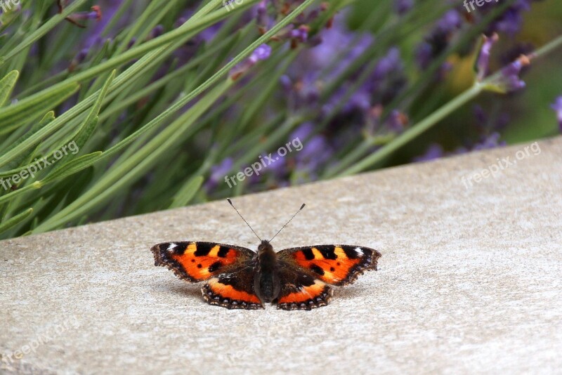 Butterfly Little Fox Edelfalter Aglais Summer