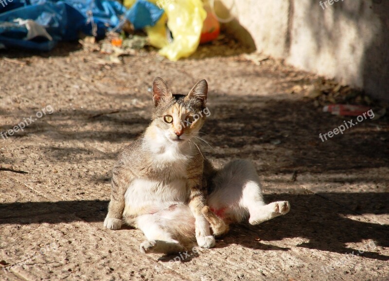 Sitting A Normal Cat Cat Tomcat Domestic Cat