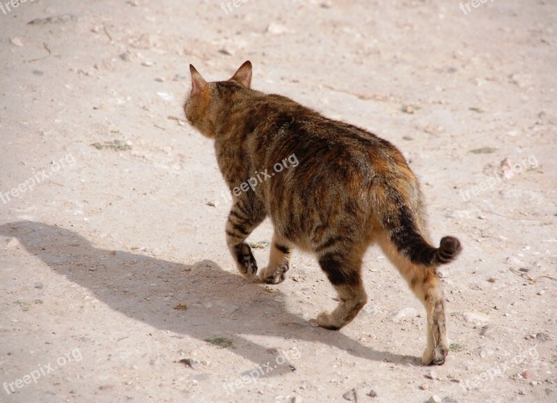 Wandering Cat Tomcat Domestic Cat Homeless