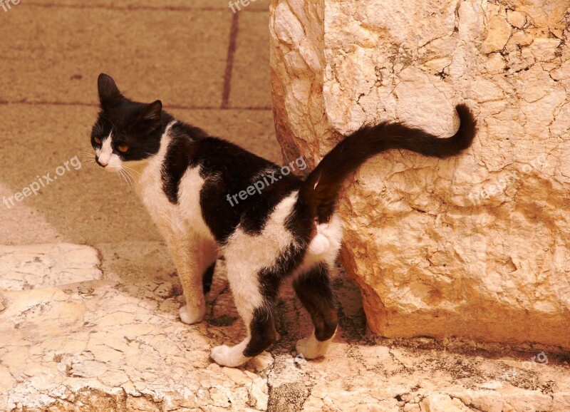 Cat Tomcat Domestic Cat Homeless Black And White