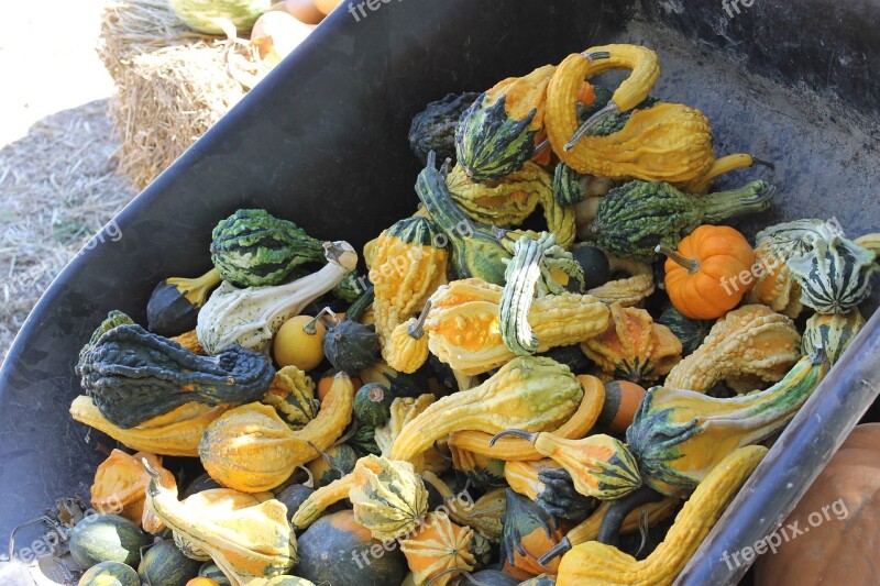 Gourd Autumn Fall Pumpkins Seasonal