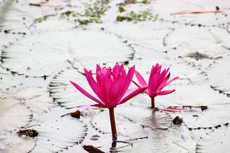 Lotus Pink Lotus Colors Pink Lotus Bua Ban