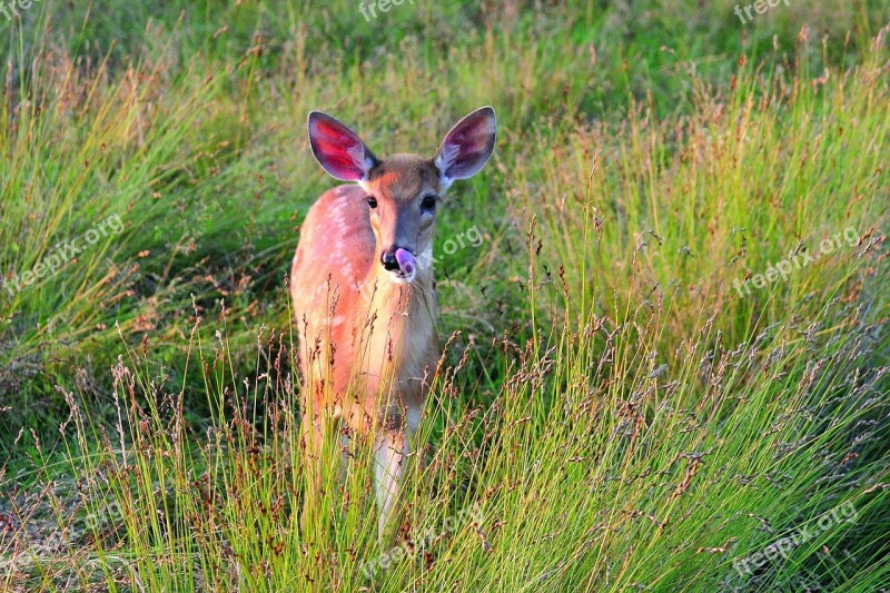 Deer Doe Looking Wildlife Nature