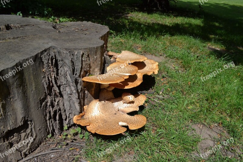 Forest Mushrooms Hub Free Photos