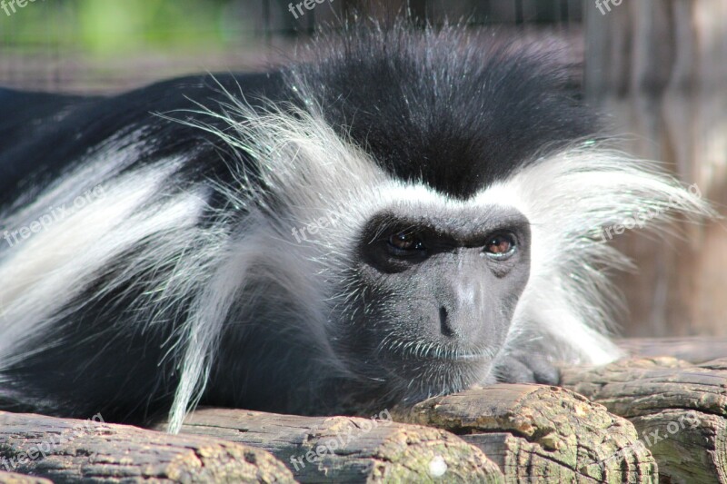 Monkey Colobus Animal Free Photos