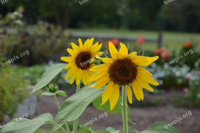 Sunflower Yellow Flower Garden Flower Yellow