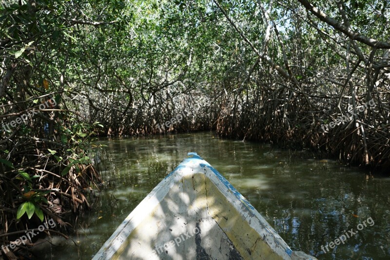 Mangroves Forest Colombia Trees Free Photos