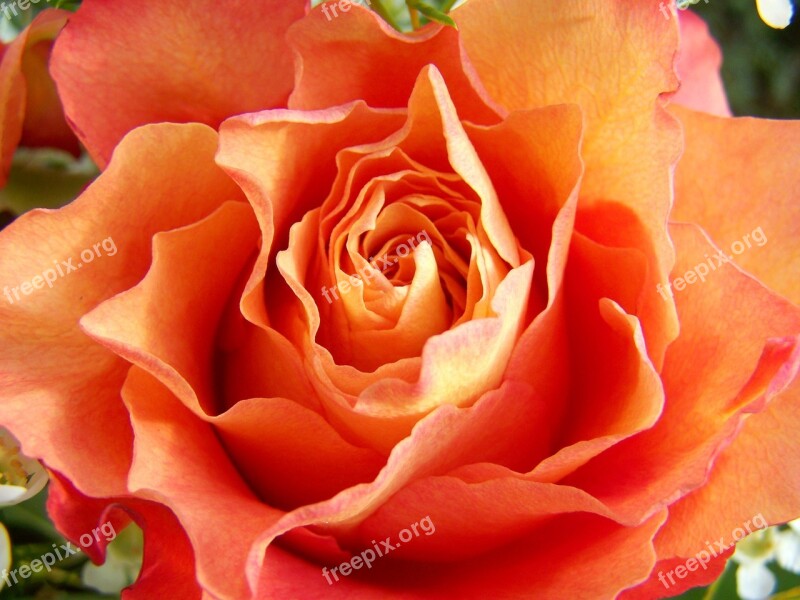 Rose Orange-pink Cut Flower Free Photos