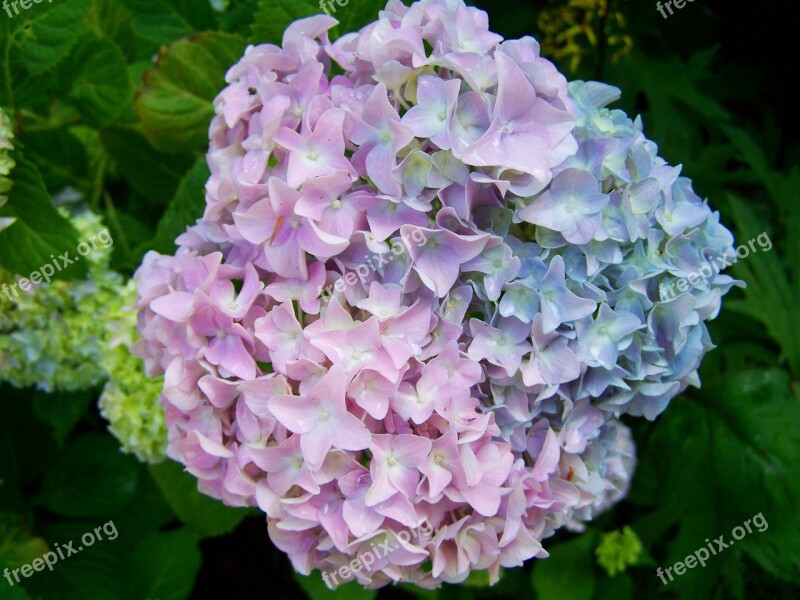 Hydrangea A Bluish-purple Flower Summer Flower Garden Free Photos