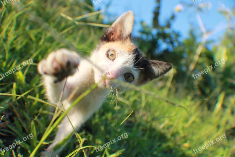 Cat Kitten Animals Feline Cat Face