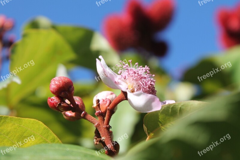 Flowers Bloom Nature Flower Beauty