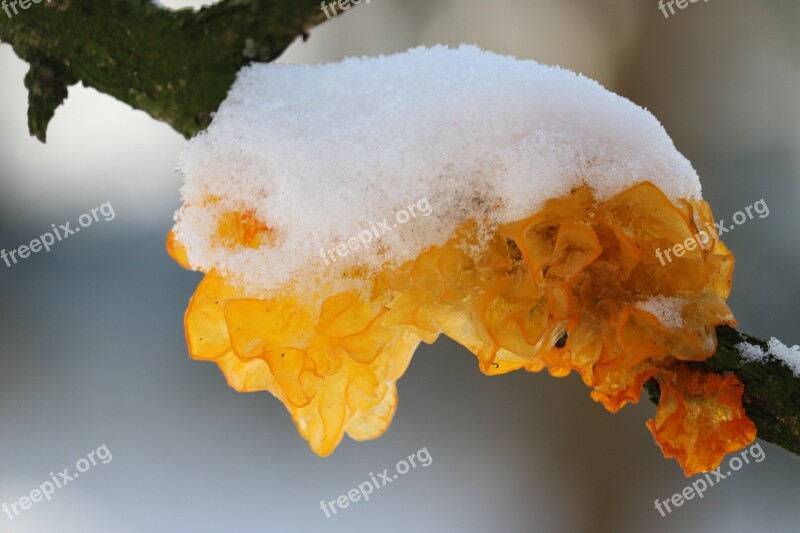 Tremella Mesenterica Tree Fungus Snow Yellow Branch