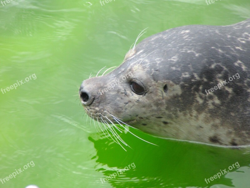 Seal Robbe North Sea Sealarium Westküstenpark