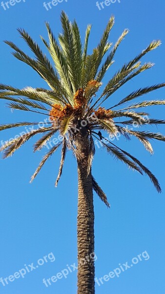 Dates Palm Tree Blue Sky Morocco Up High Straigth