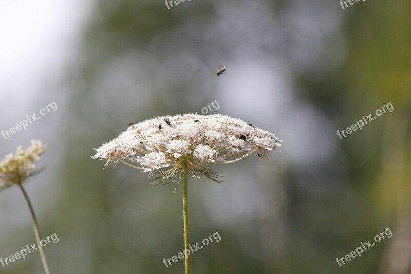 Sheep Gift Nature Insect Close Up White