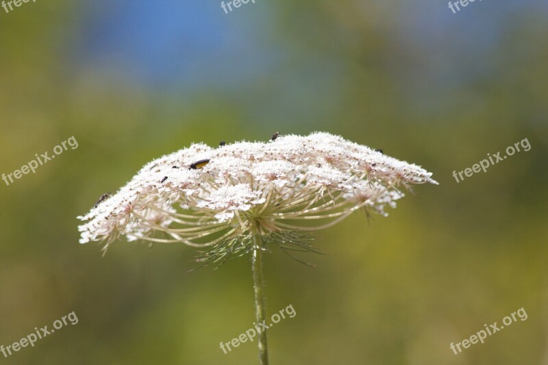 Sheep Gift Insect Nature Flora Fauna