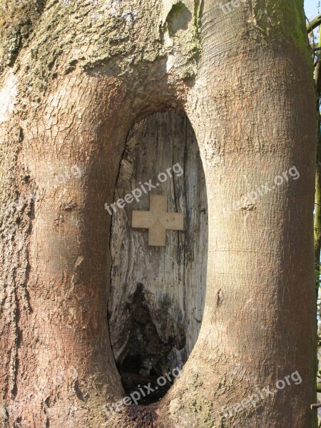 Knothole Tree Scar Cross Close Up