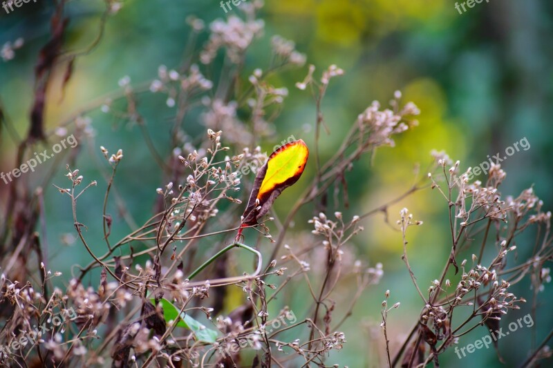 Leaf Nature Flower Green Light