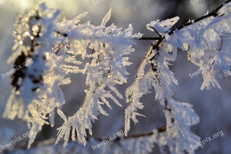 Winter Plant Iced Public Record Nature