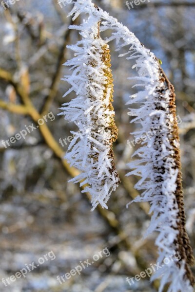 Branch Plant Winter Iced Nature