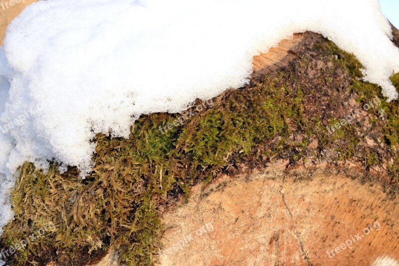 Log Grain Moss Snow Wood