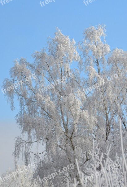 Winter Birch Tree Snow Nature