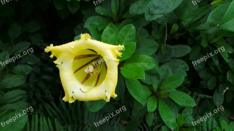 Yellow Tropical Flower Flowering Vine