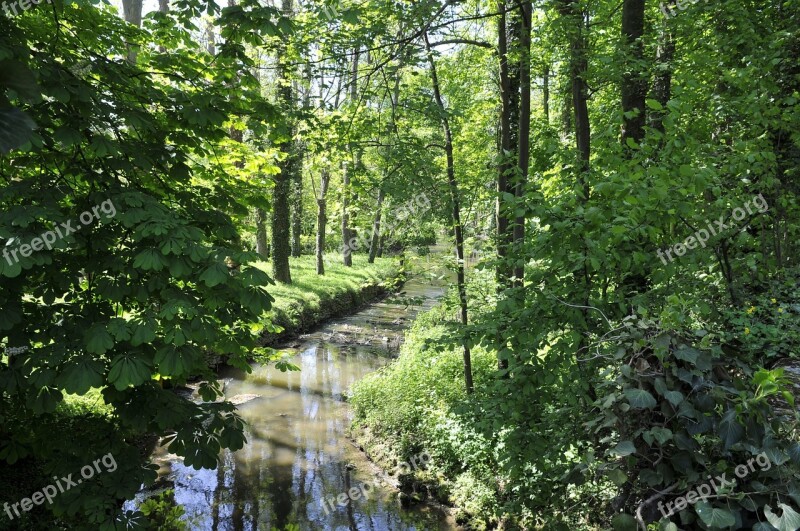 River Water's Edge Yerres France Forest