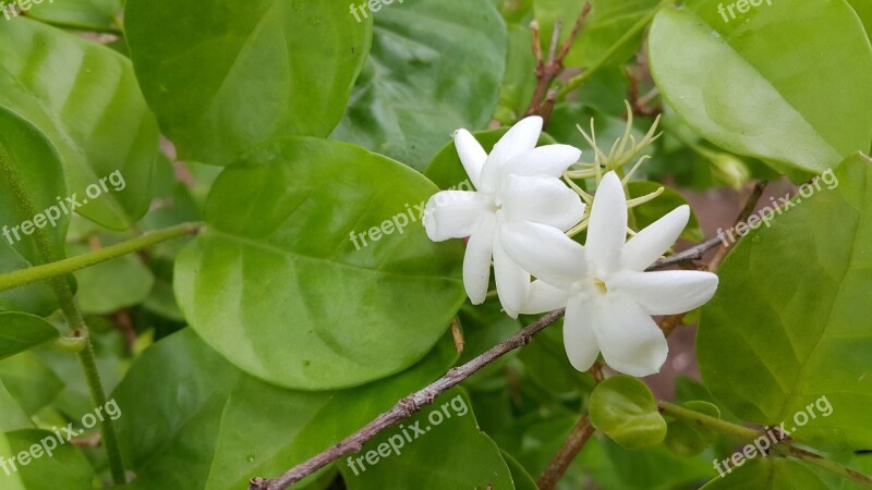 Jasmine White Flowers White Flowers Small White Flowers