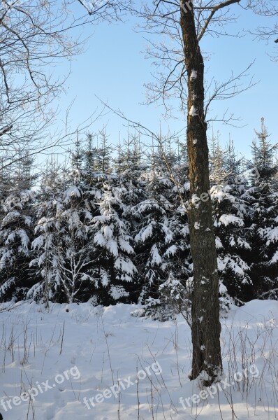 Firs Tree Winter Nature Snow