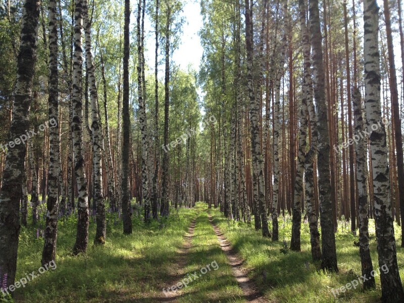 Forest Trees Road Birch Sun