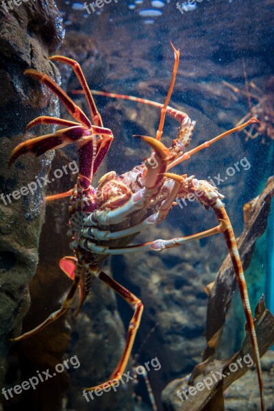 Lobster Aquarium Crustacean Underwater Free Photos