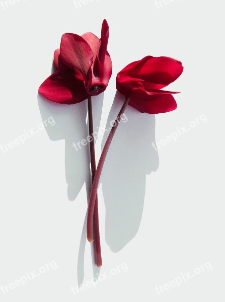 Flower Cyclamen Blade Red Free Photos