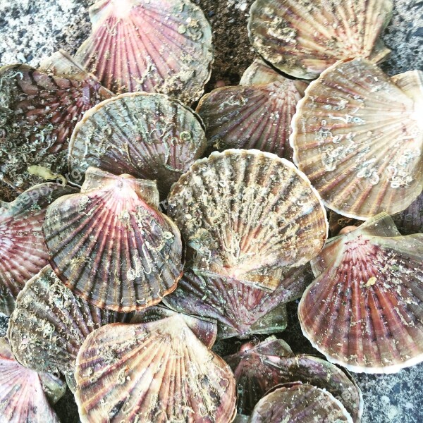 Scallop Seafood Mollusk Free Photos