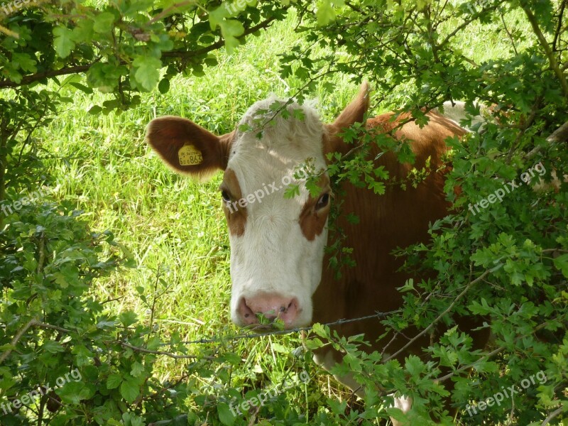 Cow Cattle Friesian Green Free Photos