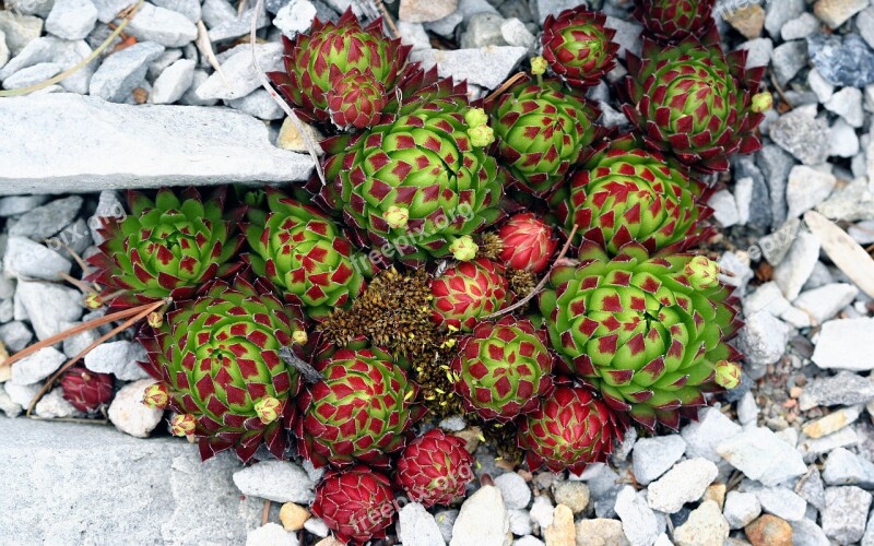 Cactus Rock Nature Desert Macro