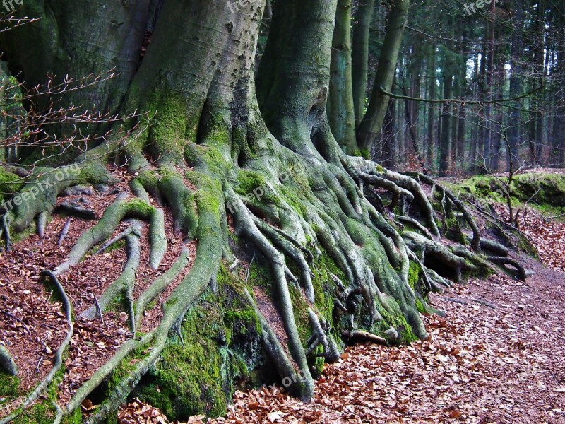 Tree Root Forest Nature Moss