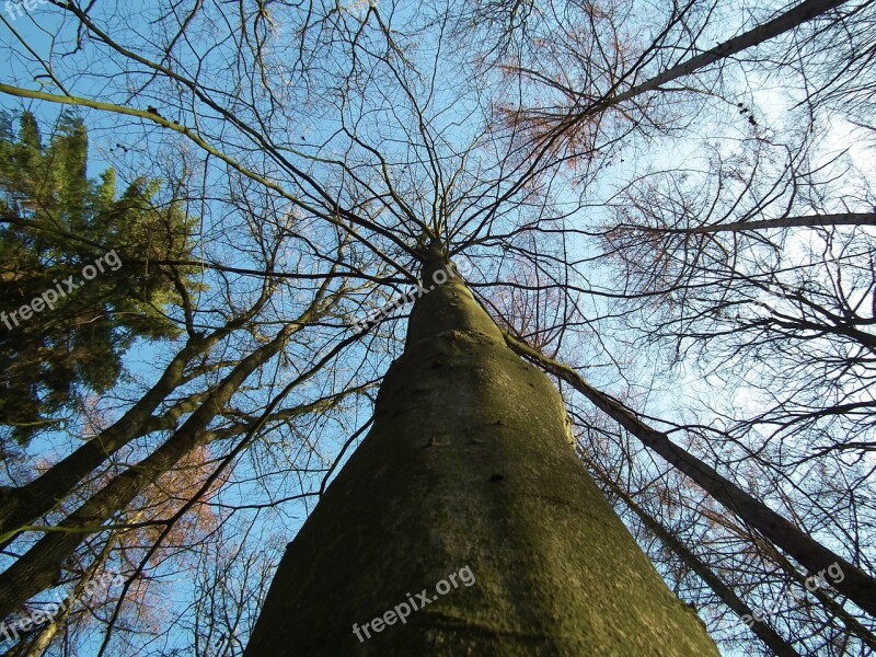 Trees Nature Log Forest Autumn