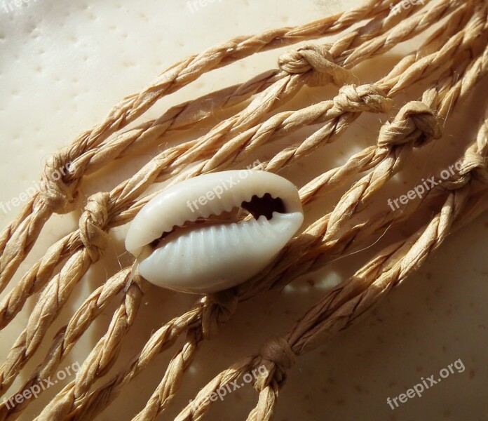 Shell North Sea Vacations Nature Dew