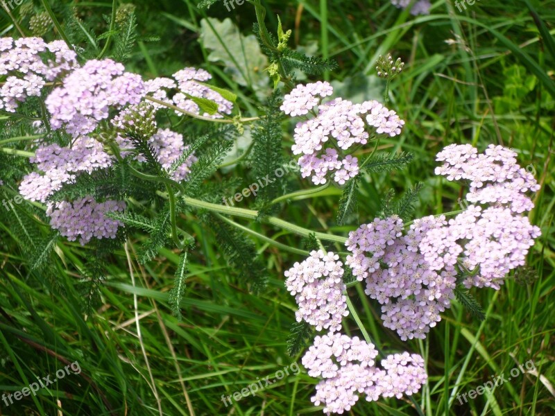 Flleur Pink Green Summer Plant