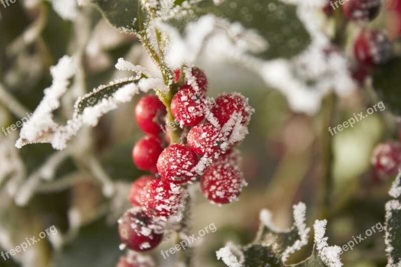 Winter Tree Cold Hoarfrost Berry Red Free Photos