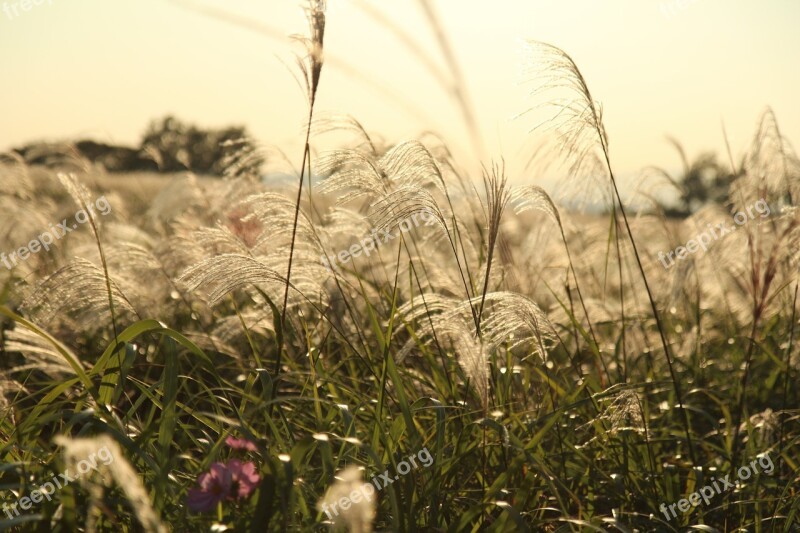 Autumn Reed Silver Grass Free Photos