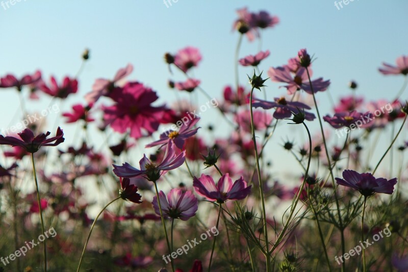 Autumn Cosmos Sky Park S Flowers