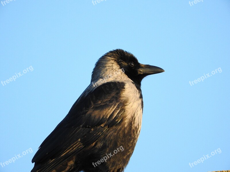 Crow Bird Raven Bird Free Photos