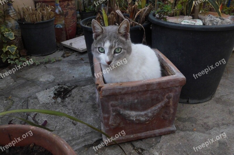 Cat Sitting Flower Pot Container Patio