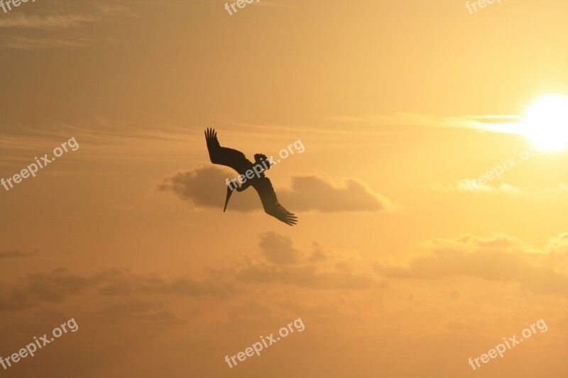 Sky Bird Stork Sunrise Silhouette