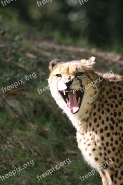 Cheetah Zoo Wild Animal Nature Head