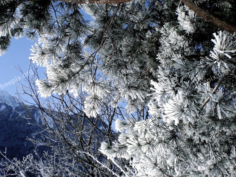 Hoarfrost Cold Frost Winter Nature