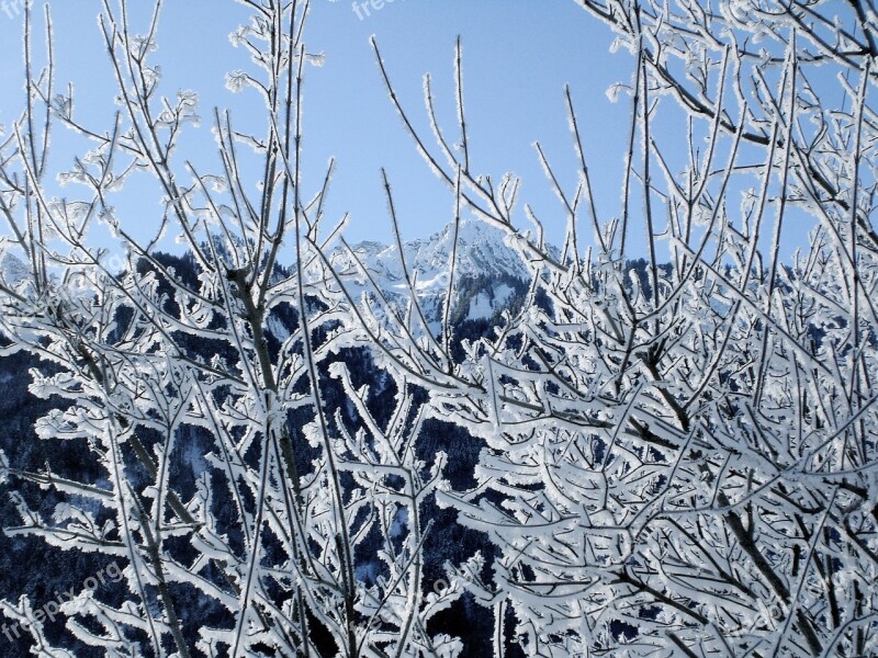 Frost Winter Branch Snow Winter Magic