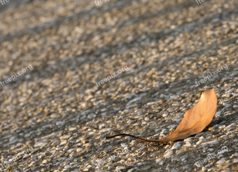 Defoliation Light Sunset Shadow Lonely Leaf